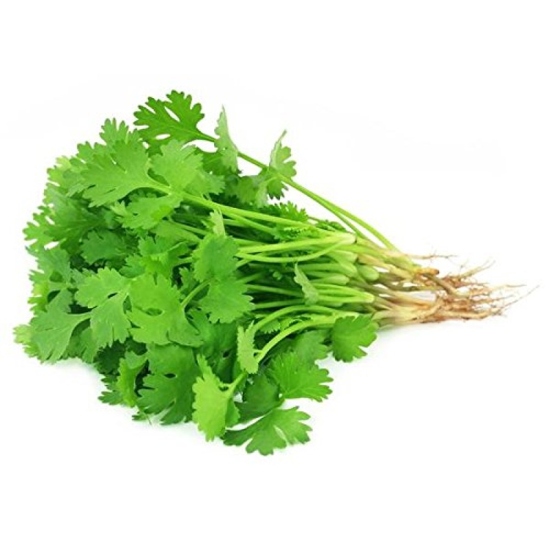 Cilantro