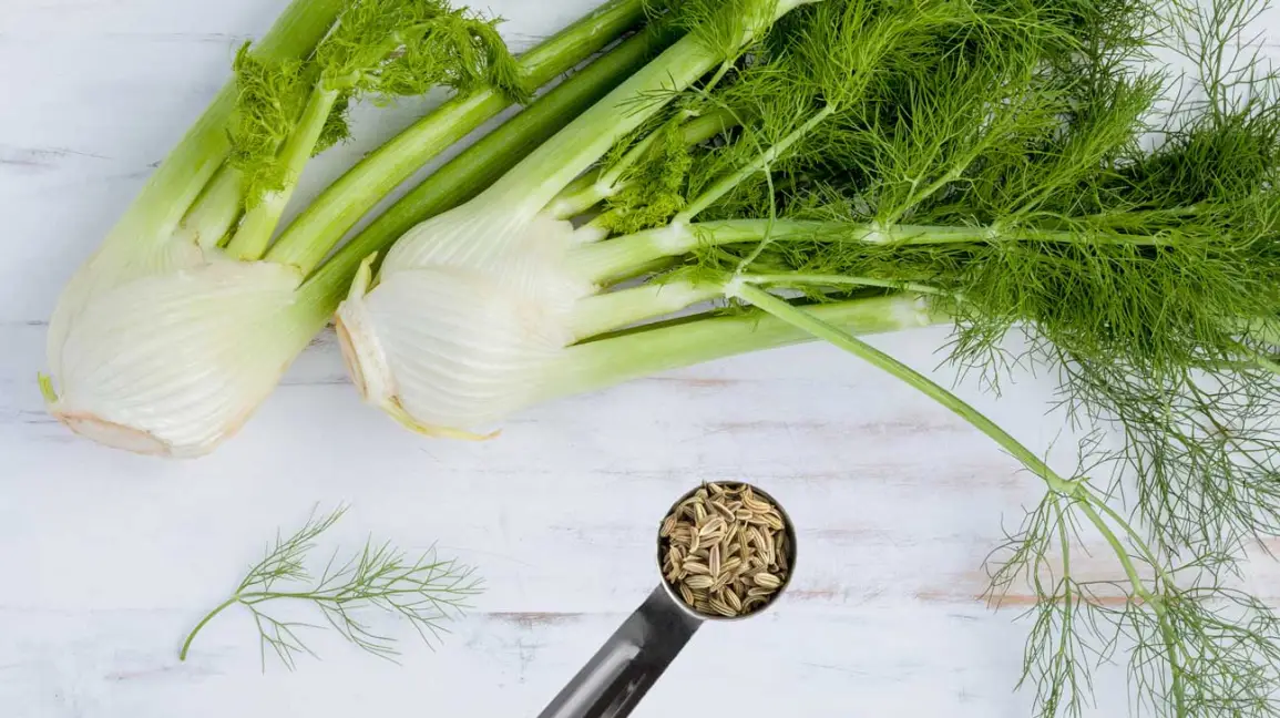 Fennel and Fennel Seeds